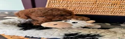 Miniature Poodle dogs for sale: Miniature Poodle puppies. Health tested parents!  - Advert 20