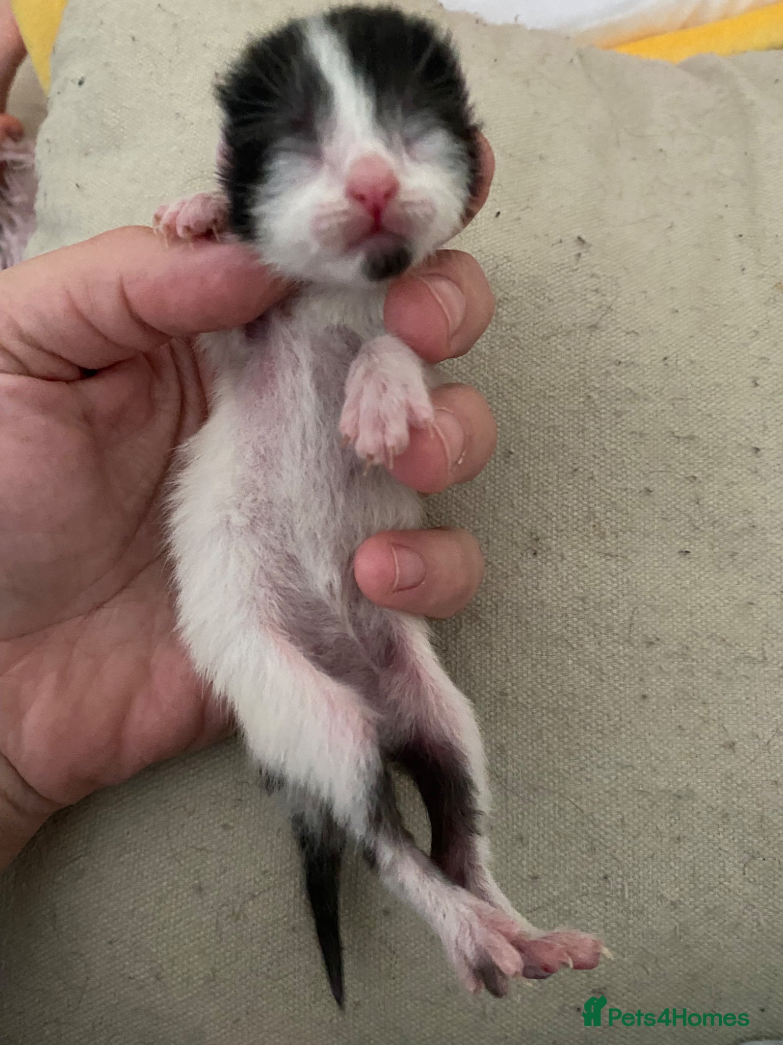 Mixed Breed cats for sale: 6 beautiful kittens - Advert 11
