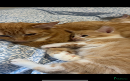 Domestic Shorthair cats for sale: 2 gorgeous short hair ginger male cats for sale 🏡 - Image 1