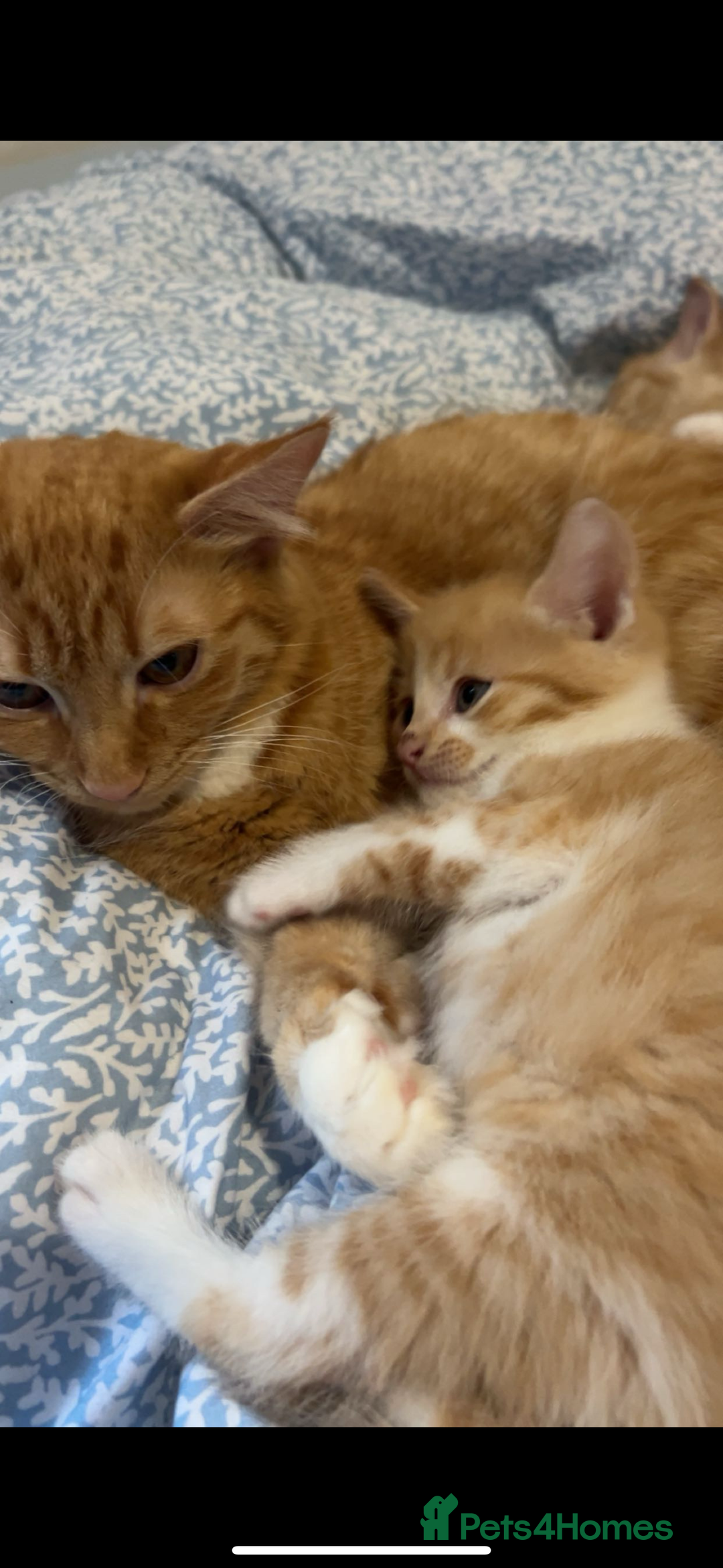 Domestic Shorthair cats for sale: 2 gorgeous short hair ginger male cats for sale 🏡 - Image 1