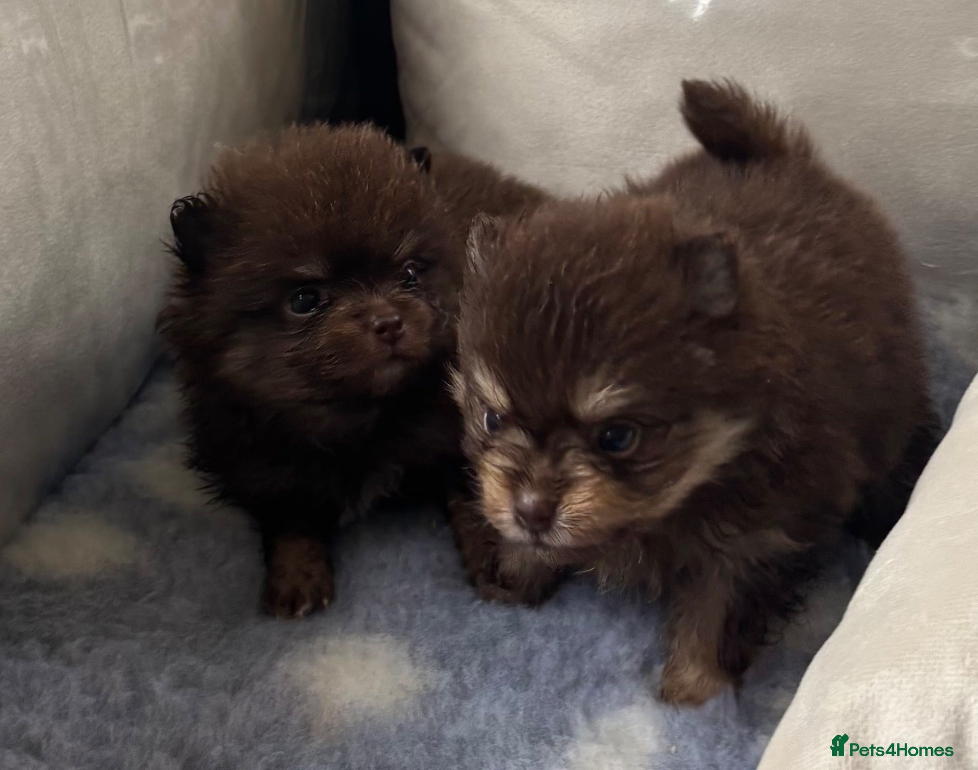 Pomeranian dogs  STUNNING POMERANIAN PUPPIES - Advert 1
