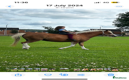 Welsh Section A horses for sale: Chestnut Welsh A  - Advert 4