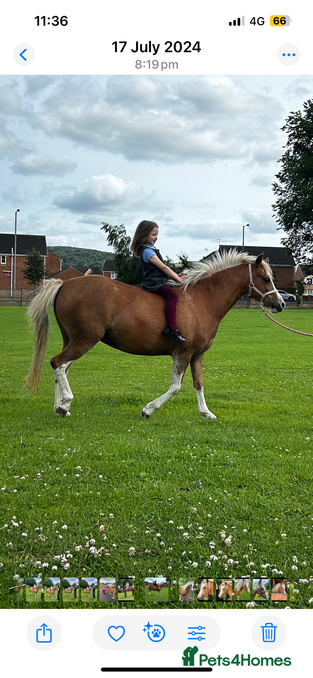 Welsh Section A horses for sale: Chestnut Welsh A  - Advert 4