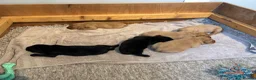 Labrador Retriever dogs for sale: KC Pedigree Labradors for sale  - Advert 26