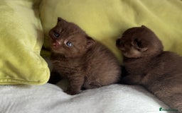 British Shorthair cats for sale: 🇬🇧✅BSH chocolate boys ⭐️GCCF💎last 2 left 🍩 - Image 14
