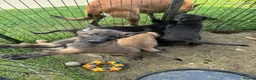 Belgian Shepherd Dog dogs for sale: Belgium malinois puppy’s for sale  in Crook - Advert 6