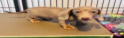 Miniature Dachshund dogs for sale: Beautiful short coat dachshund puppies  - Advert 10
