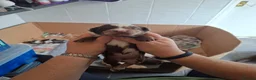Labradoodle dogs for sale: EXCEPTIONAL F1 LABRADOODLE PUPPIES AVAILABLE    - Advert 16
