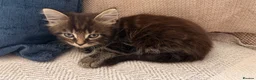 Maine Coon cats for sale: Maine coon cross kittens - Advert 10