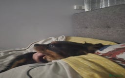 Mixed Breed dogs for sale: *UPDATE* 3x purebred dogs for rehoming - Image 4
