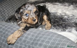Cavapoo dogs for sale: Blue merle phantom Cavapoo female puppy - Advert 2