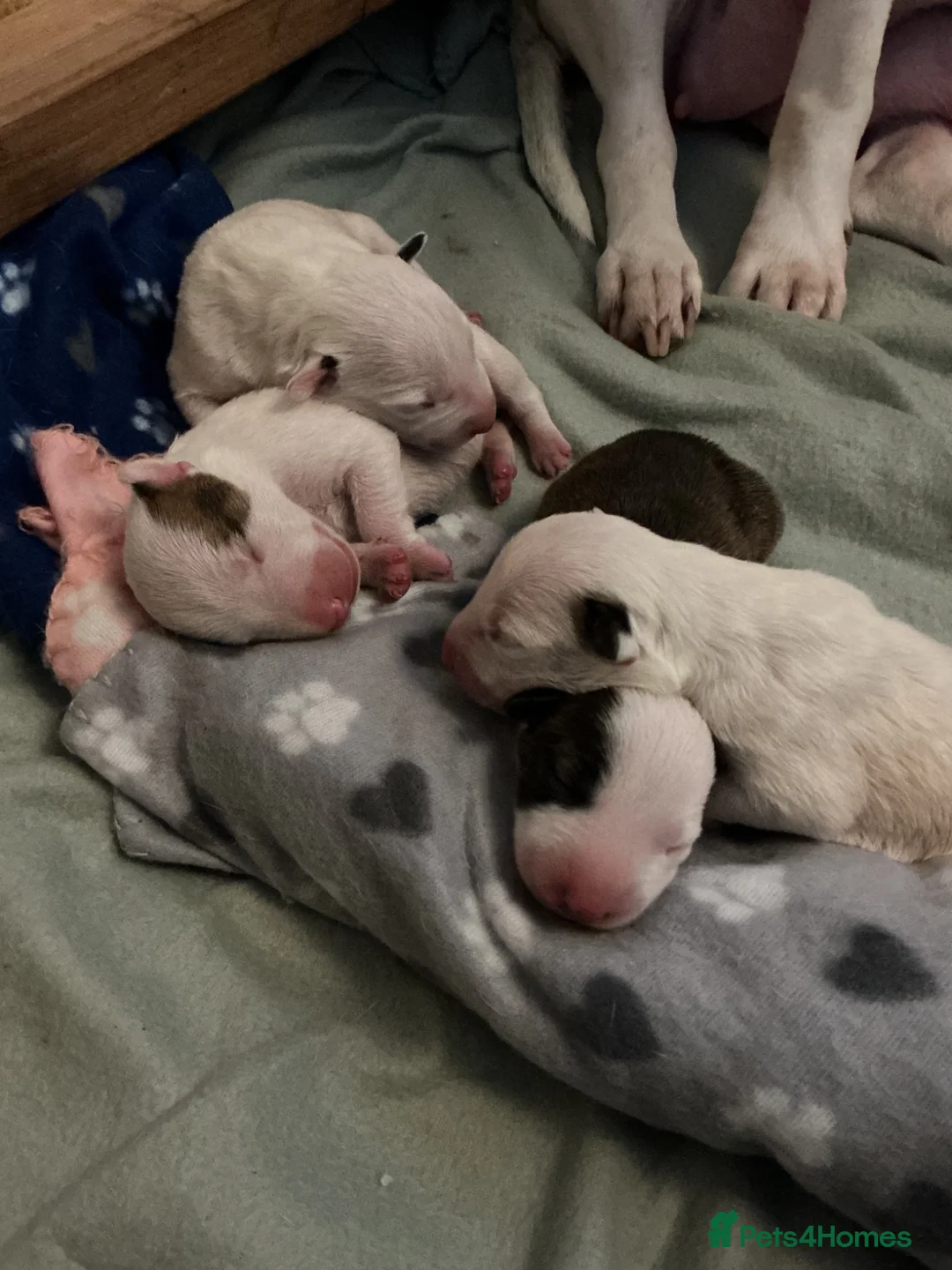 English Bull Terrier dogs for sale: KC Registered English Bull Terrier puppies - 14/6 - Advert 1
