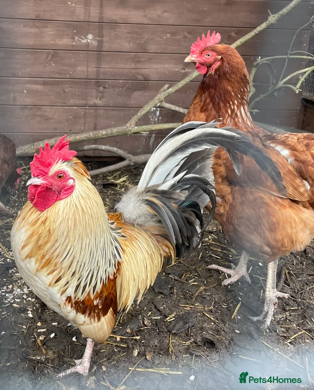 Chickens poultry for sale: 6x Chicken Hatching eggs  in Uttoxeter - Advert 1