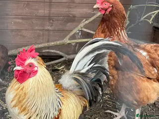 Chickens poultry 6x Chicken Hatching eggs in Uttoxeter - Advert 6