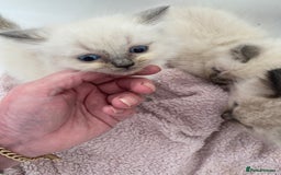 Ragdoll cats for sale: Ragdoll kittens  - Image 8