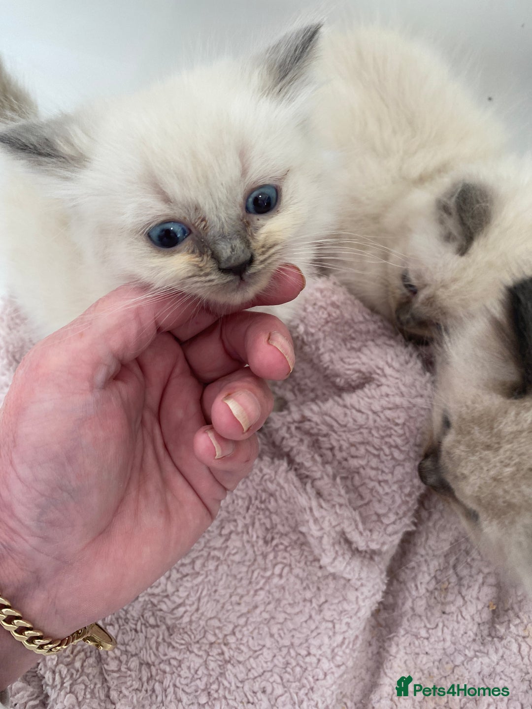 Ragdoll cats for sale: Ragdoll kittens  - Image 8