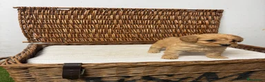 Cockapoo 5
