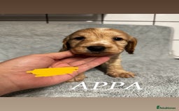 Cocker Spaniel dogs for sale: Cocker Spaniel Puppies - Advert 10