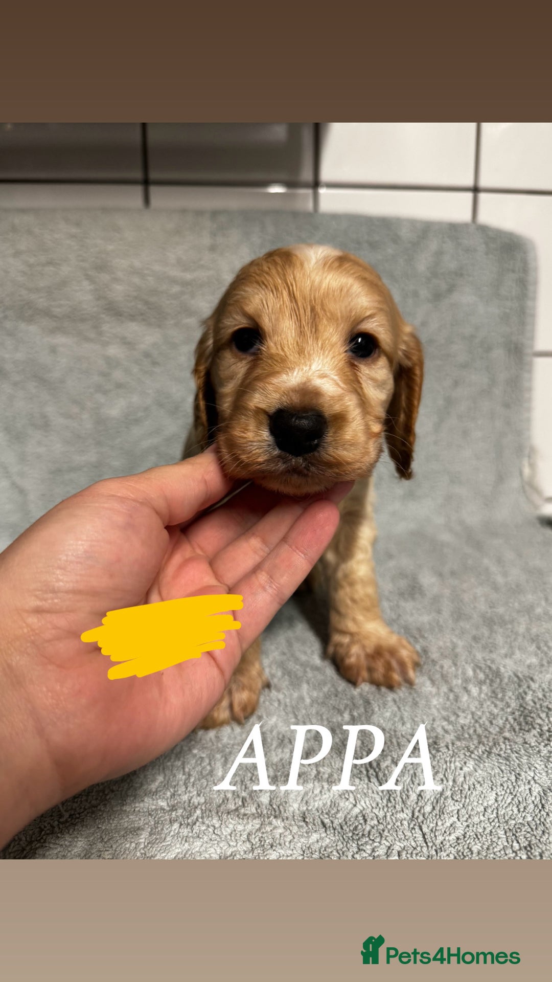 Cocker Spaniel dogs for sale: Cocker Spaniel Puppies - Advert 10