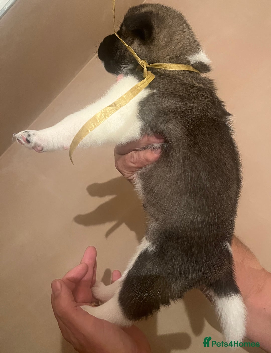 Akita dogs for sale:  Pure Bear-faced American Akita puppies - Image 10