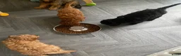 Cavapoo dogs for sale: 1 stunning girl F1b toy-Cavapoo DNA Tested lines  - Advert 3