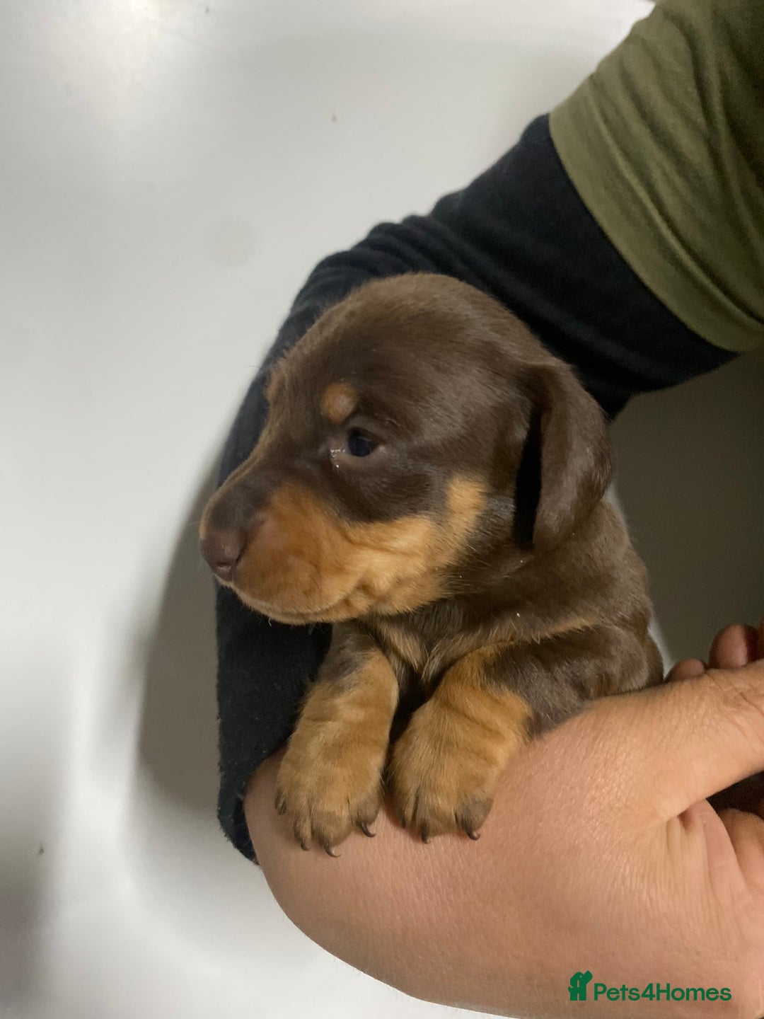 Miniature Dachshund dogs for sale: Miniature Dachshund puppies  - Advert 6