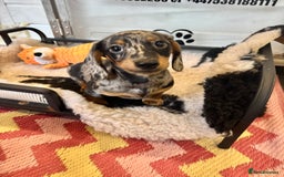 Miniature Dachshund dogs for sale: ✨ Adorabla Mini Kc PRA clear ready now  ✨✨ - Image 2