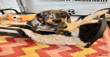 Miniature Dachshund dogs - Advert 14