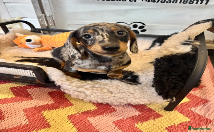 Miniature Dachshund dogs - Advert 1