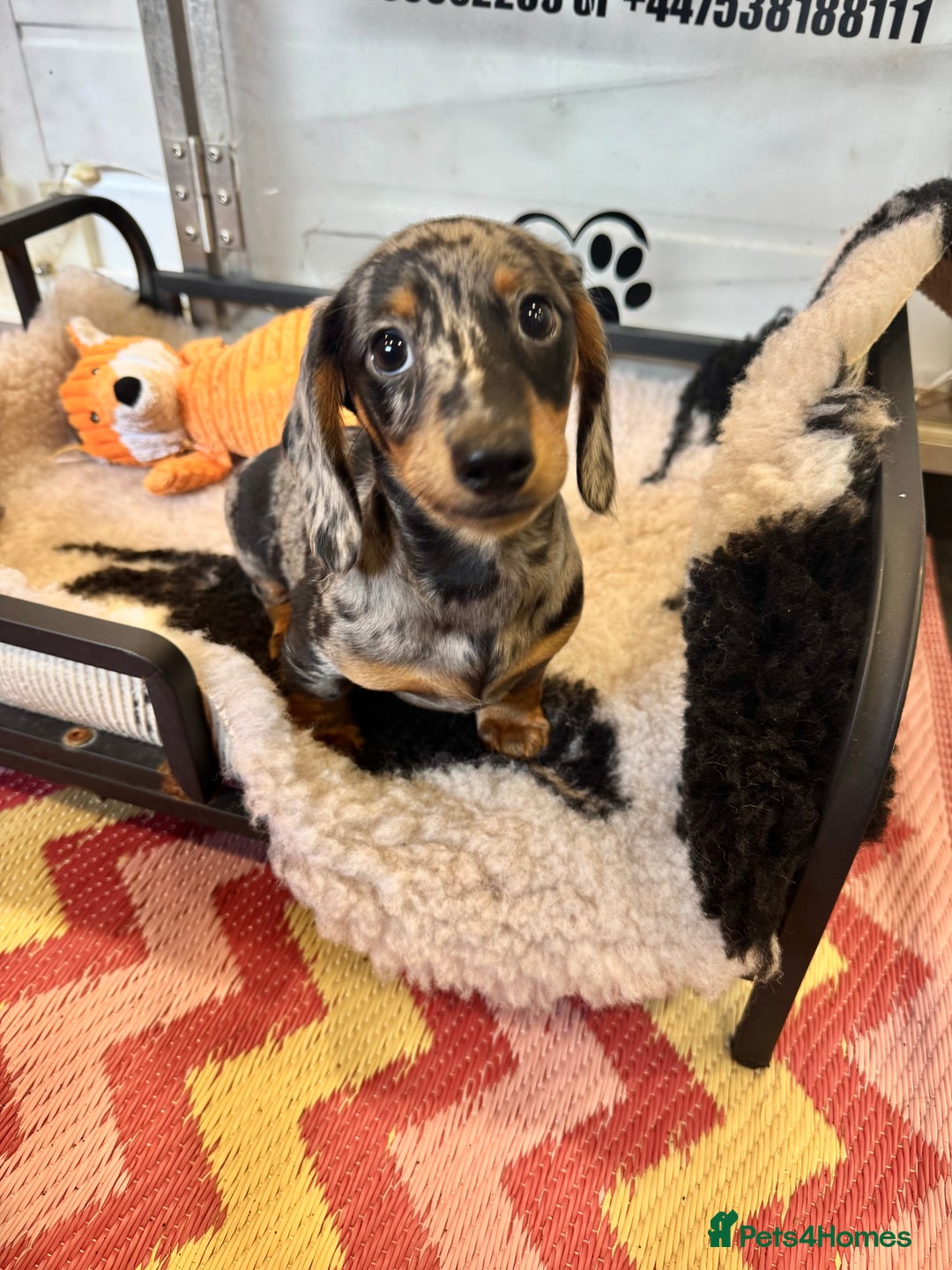 Miniature Dachshund dogs for sale: ✨ Adorabla Mini Kc PRA clear ready now  ✨✨ - Image 2