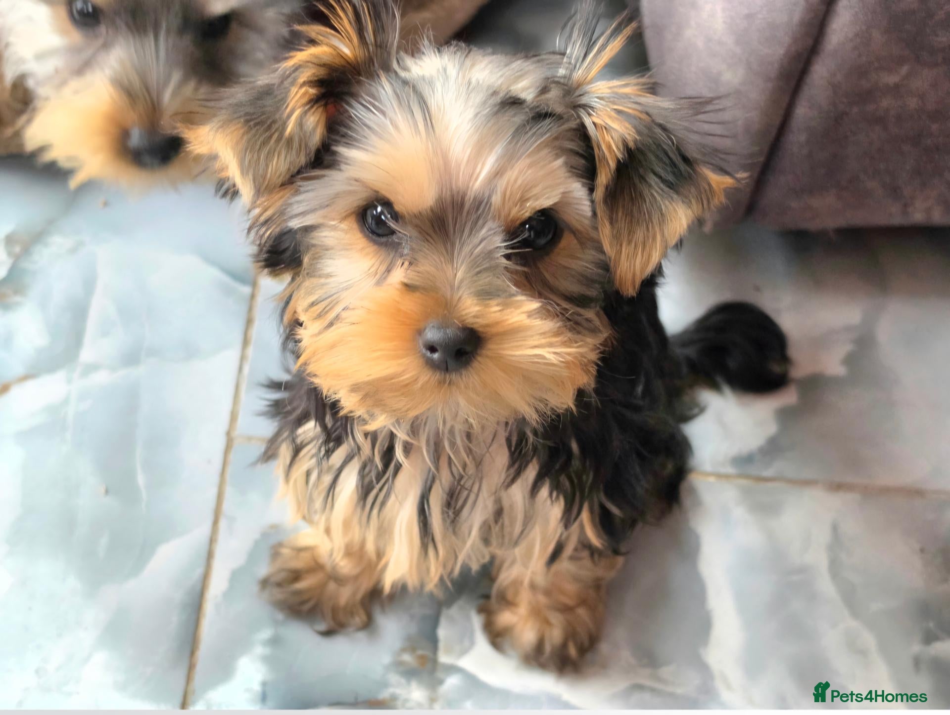 Yorkshire Terrier dogs KC Registered Yorkshire Terrier Puppies  - Advert 2