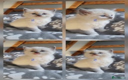 Ragdoll cats for sale: HCM/PKD clear ragdoll boys - Image 10