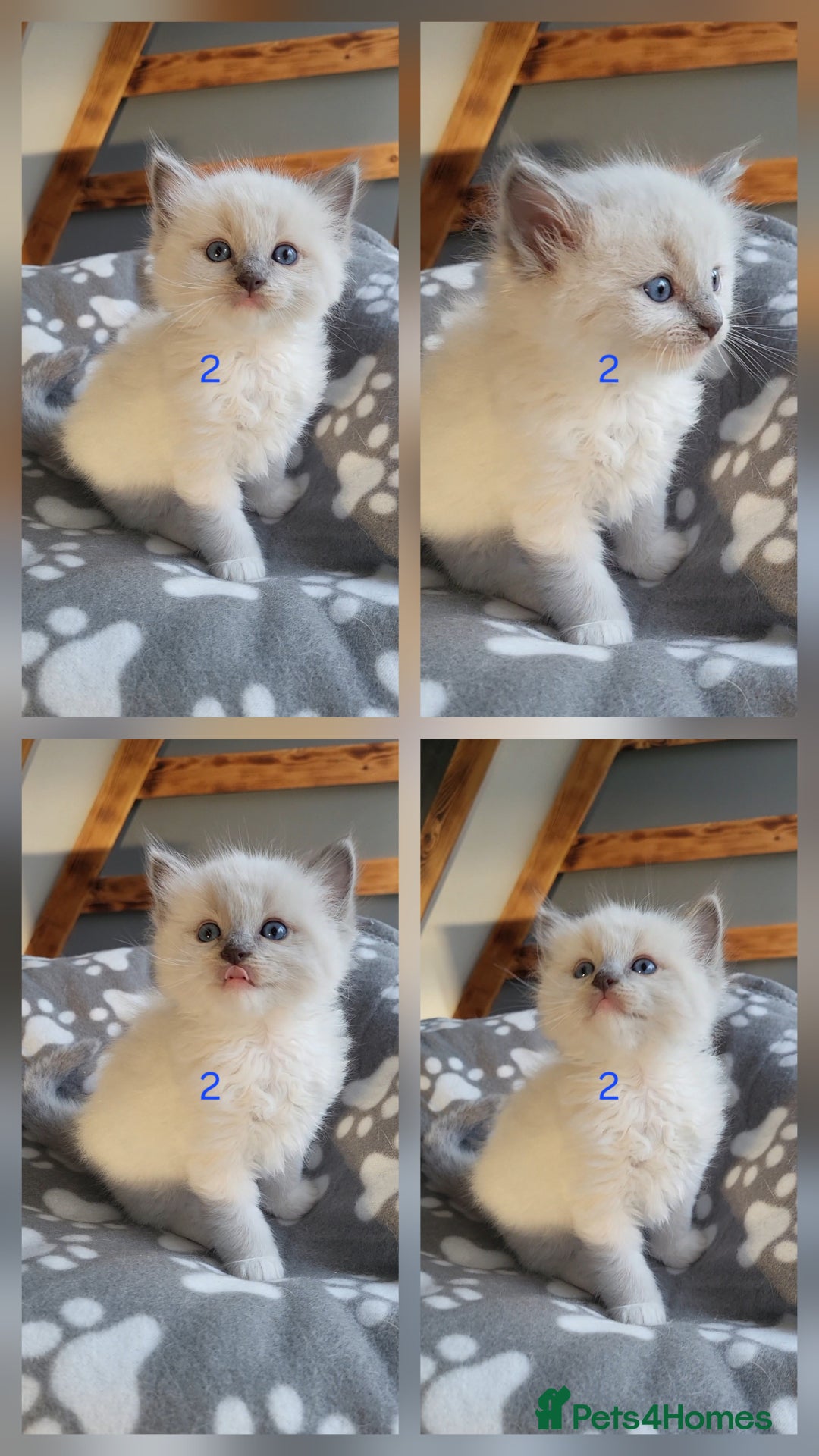 Ragdoll cats for sale: HCM/PKD clear ragdoll boys - Image 10