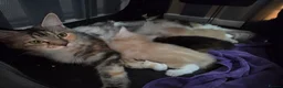 Maine Coon cats for sale: Outstanding TICA registered Maine Coon Kittens - Advert 4