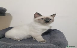 Ragdoll cats for sale: Ragdoll stunning kittens - Image 3
