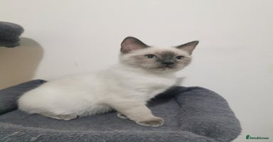 Ragdoll cats - Advert 3