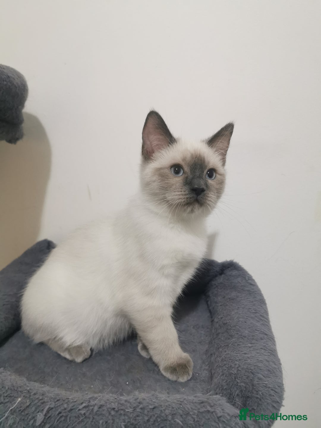 Ragdoll cats for sale: Ragdoll stunning kittens - Image 3