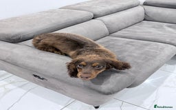 Cocker Spaniel dogs for sale: Working Cocker Spaniel Bitch - Image 8