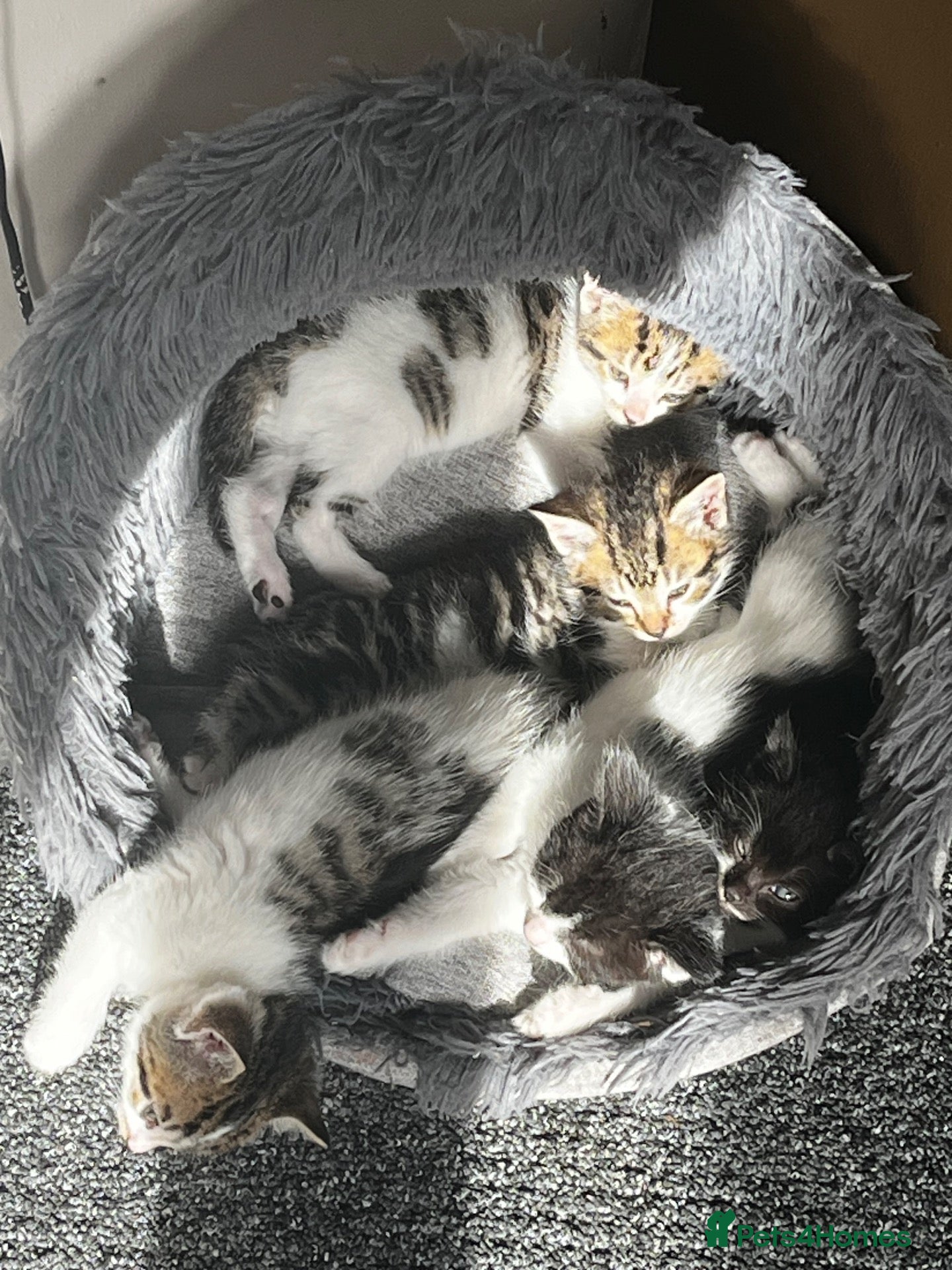 Mixed Breed cats 5 mixed kittens for sale - Advert 18