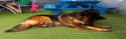 German Shepherd dogs for stud: German Shepard Hugo  in Waltham Cross - Advert 4