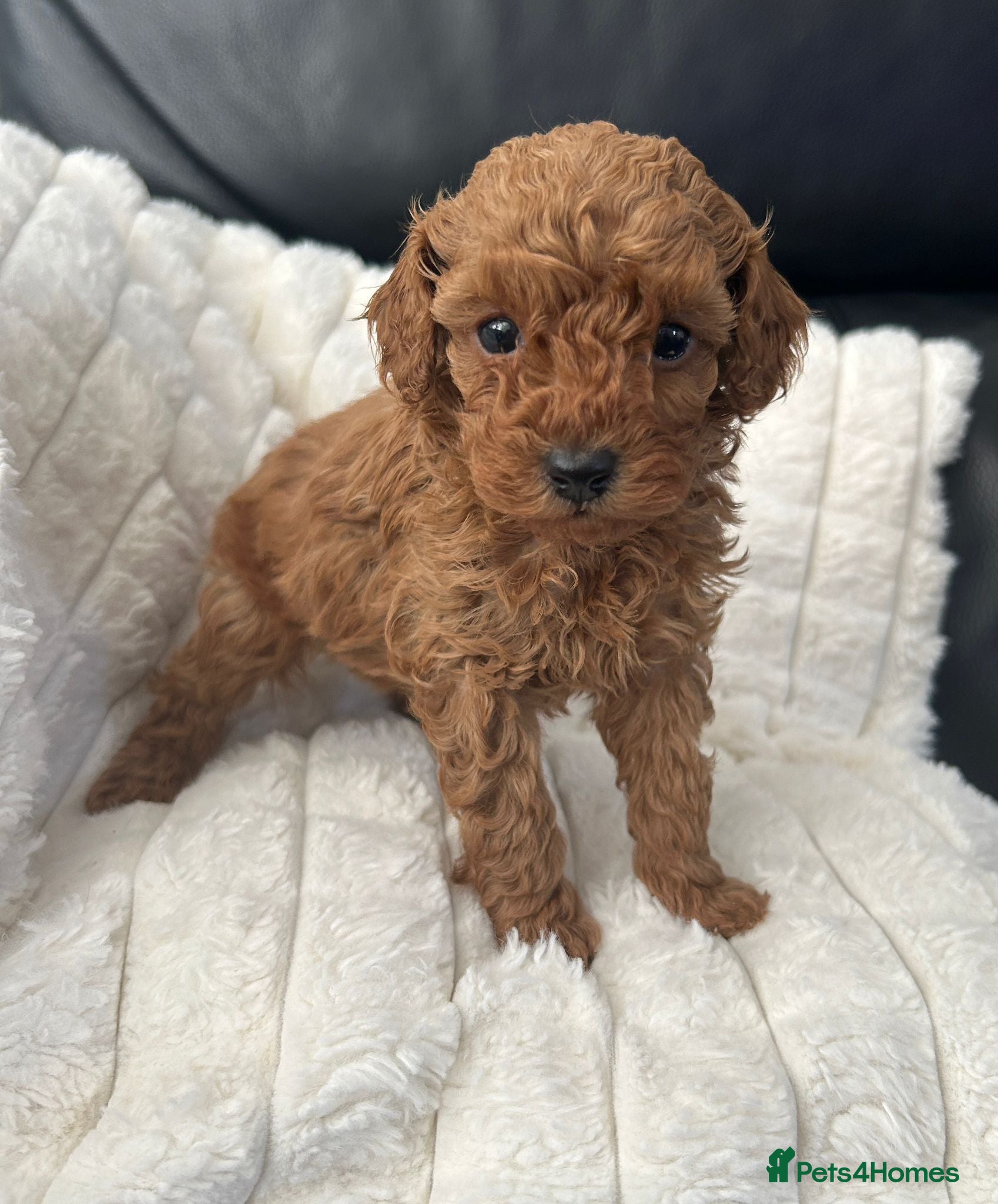 Toy Poodle dogs for sale: Beautiful tiny Toy Poodles  - Advert 1