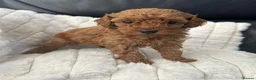Toy Poodle dogs for sale: Beautiful tiny Toy Poodles  - Advert 1