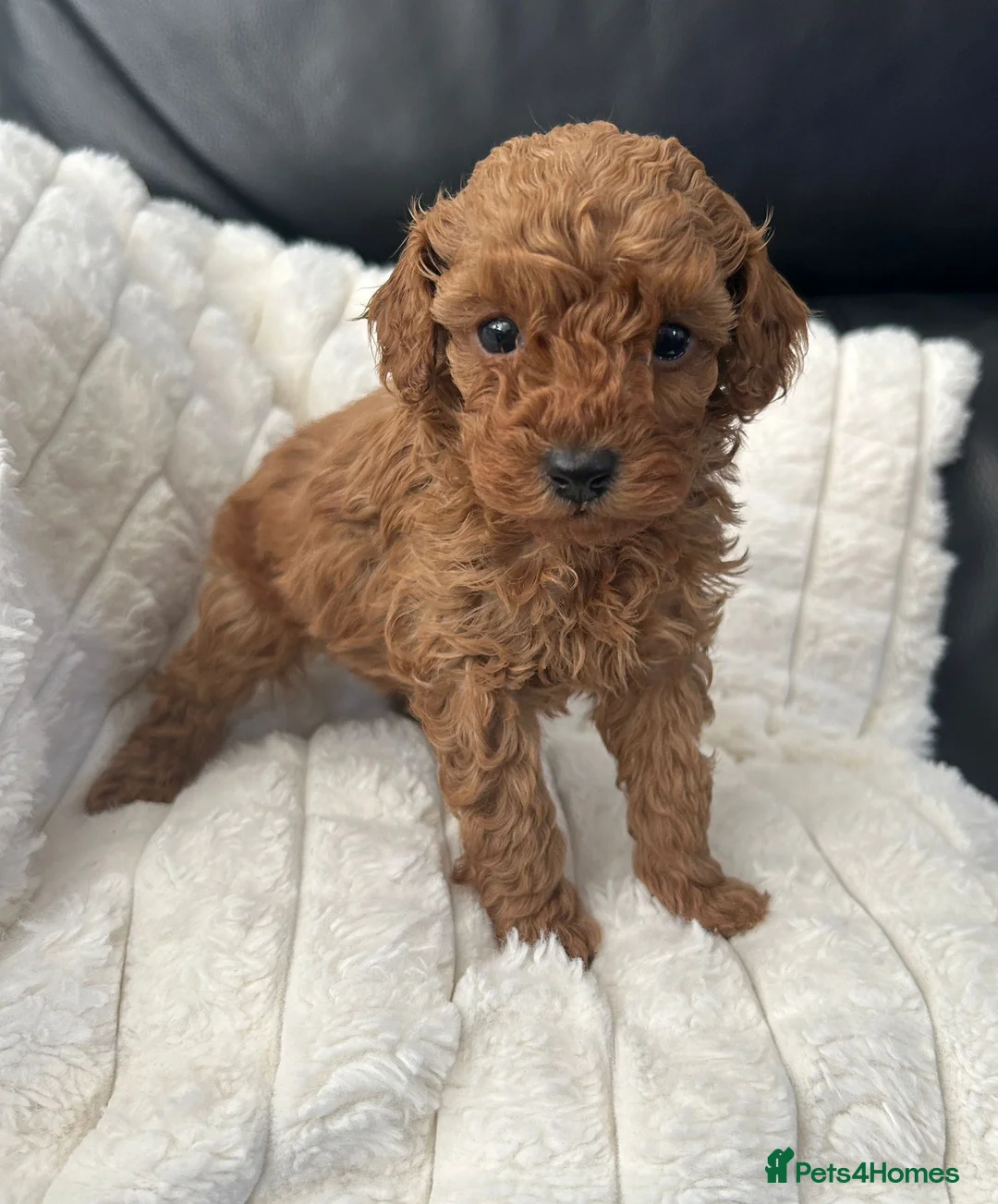 Toy Poodle dogs for sale: Beautiful tiny Toy Poodles  - Advert 1