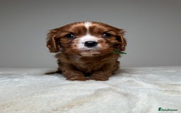 Cavalier King Charles Spaniel dogs for sale: Health Tested parents, Beautiful litter of CKCS - Image 14
