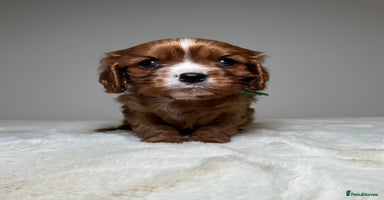 Cavalier King Charles Spaniel dogs - Advert 1