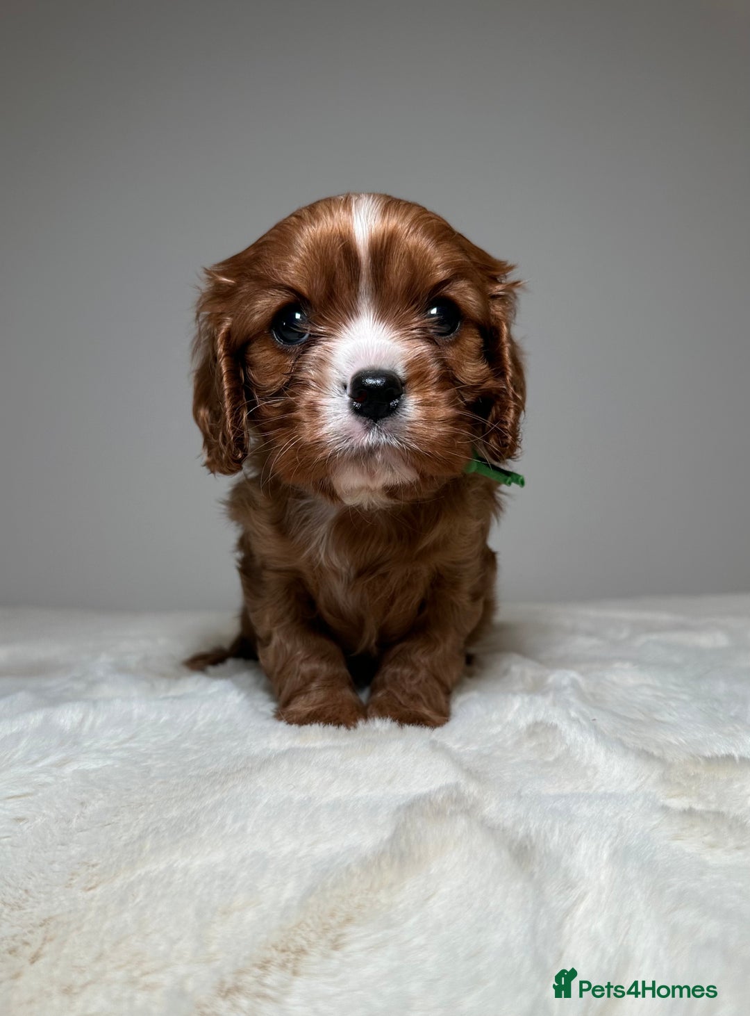Cavalier King Charles Spaniel dogs for sale: Health Tested parents, Beautiful litter of CKCS - Image 14