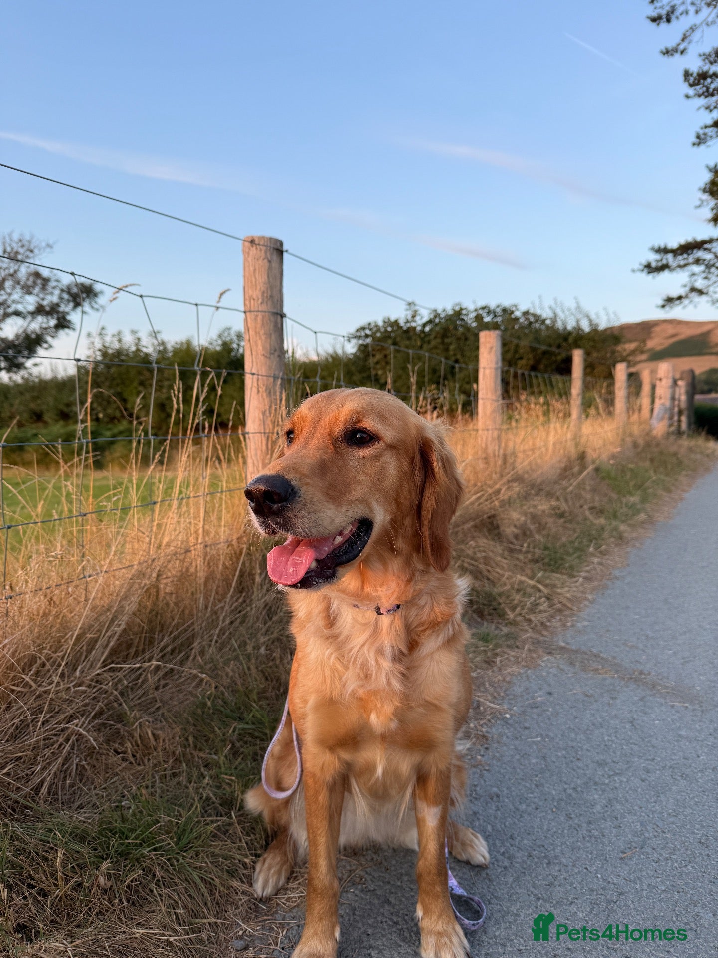 Golden Retriever dogs KC pups ready in December - Advert 1
