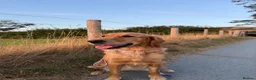 Golden Retriever dogs for sale: KC pups ready in December - Advert 1