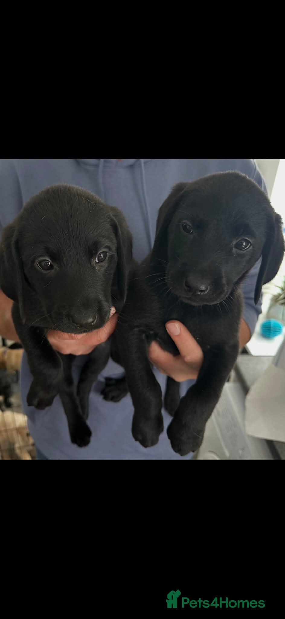 Labrador Retriever dogs KC Registered Black & Golden Labrador Puppies - Advert 2