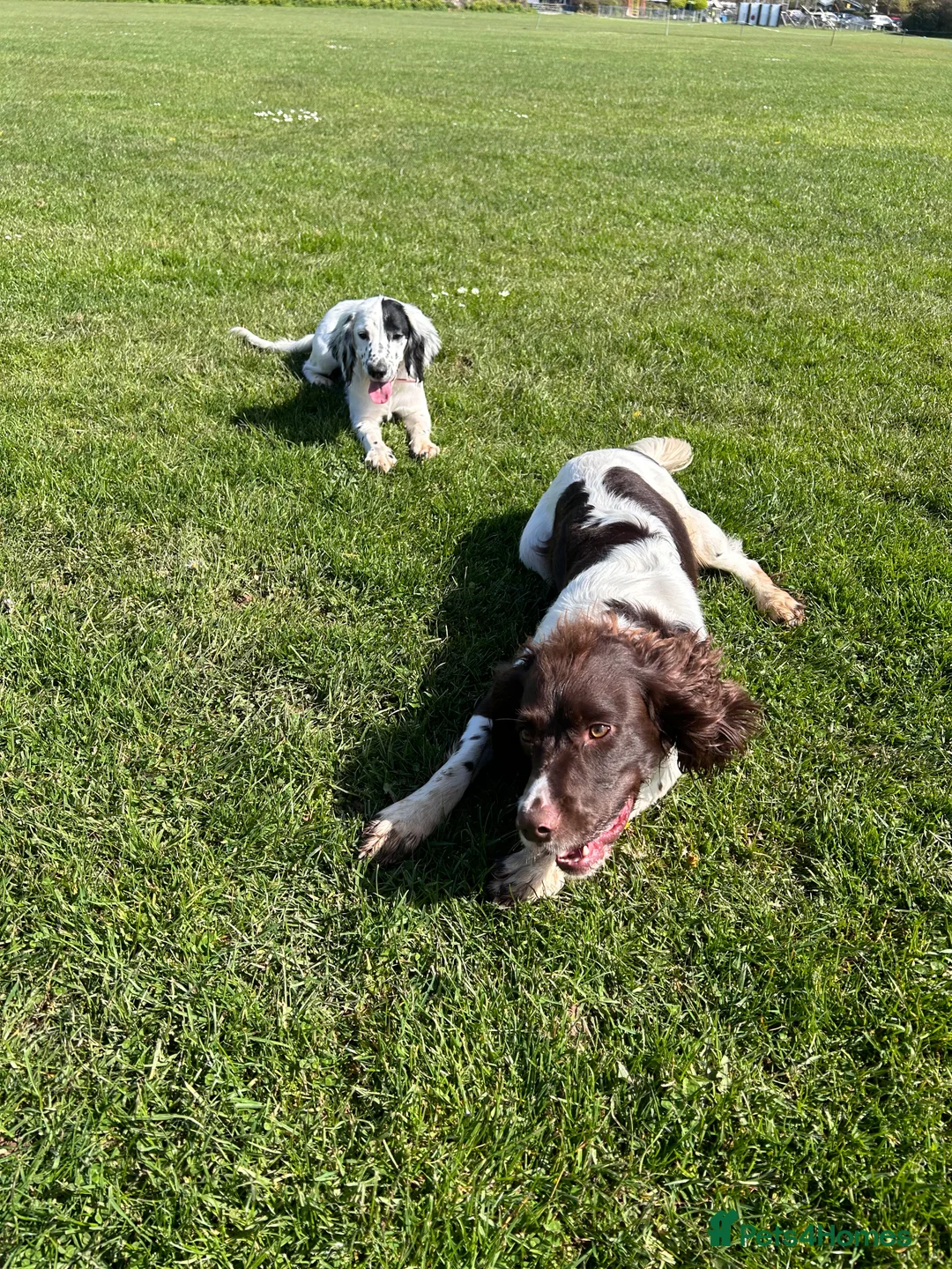 English Springer Spaniel dogs for stud: Hugo  - Advert 7